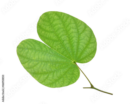 green leaf (orchid tree, butterfly tree) isolated on white background