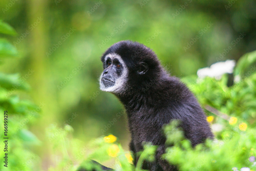 Obraz premium Singe gibbon à mains blanches - Hylobates lar
