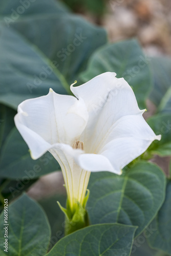 White flower