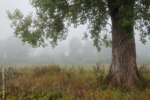 there is lonely tree in the foggy meadow in autumn