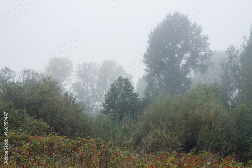 foggy morning in autumn forest