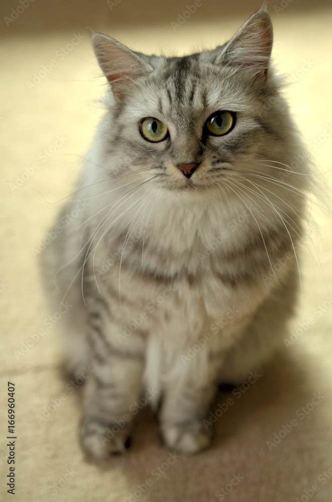 スコティッシュフォールド