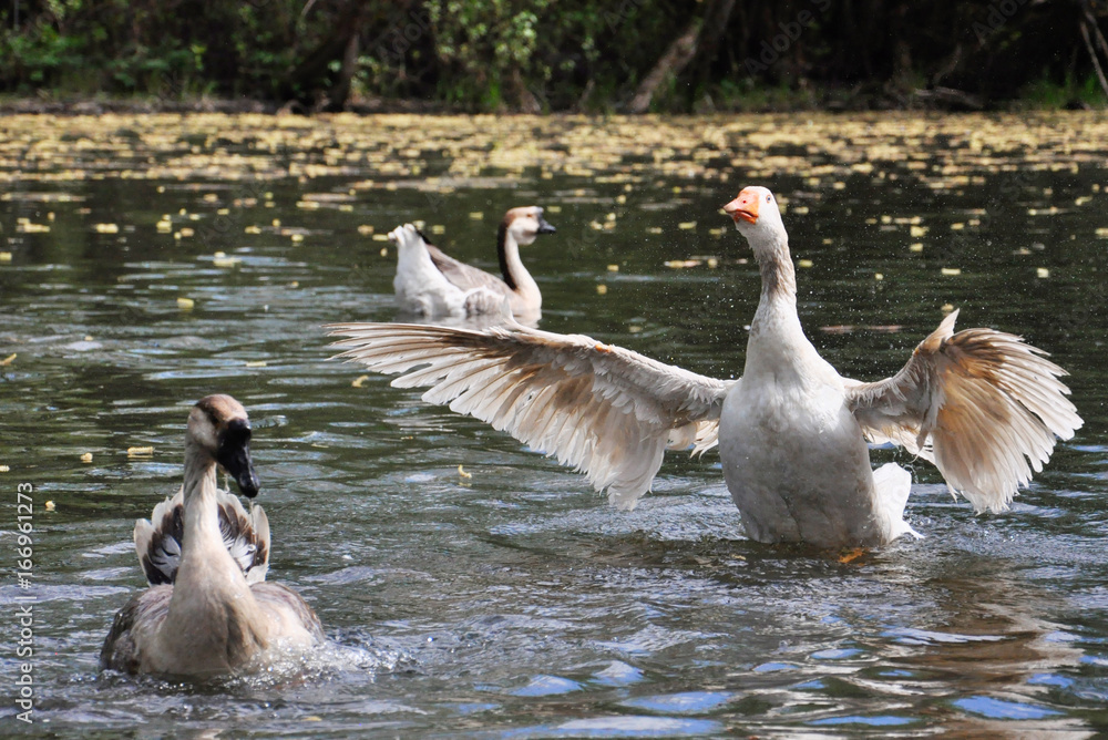 Fototapeta premium goose swimming