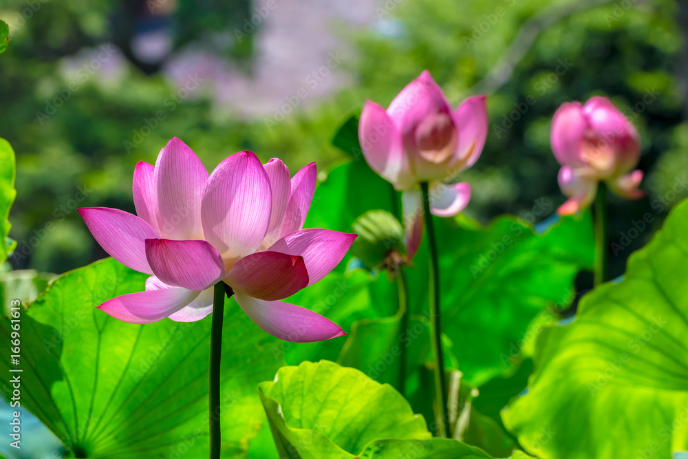The Lotus Flower.Background is the lotus leaf and lotus flower and tree.Shooting location is Yokohama, Kanagawa Prefecture Japan. The Lotus Flower.Background is the lotus leaf and lotus flower and tree.Shooting location is Yokohama, Kanagawa Prefecture Japan.