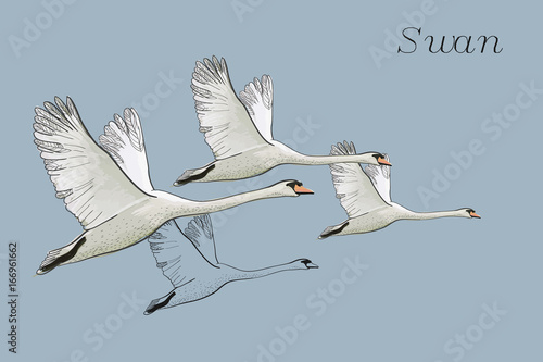 illustration of drawing Flying Swans. Hand drawn, doodle graphic design with birds. Isolated object on blue backdrop