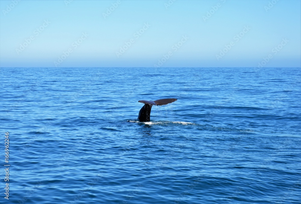 Fototapeta premium Sperm whale diving: New Zealand