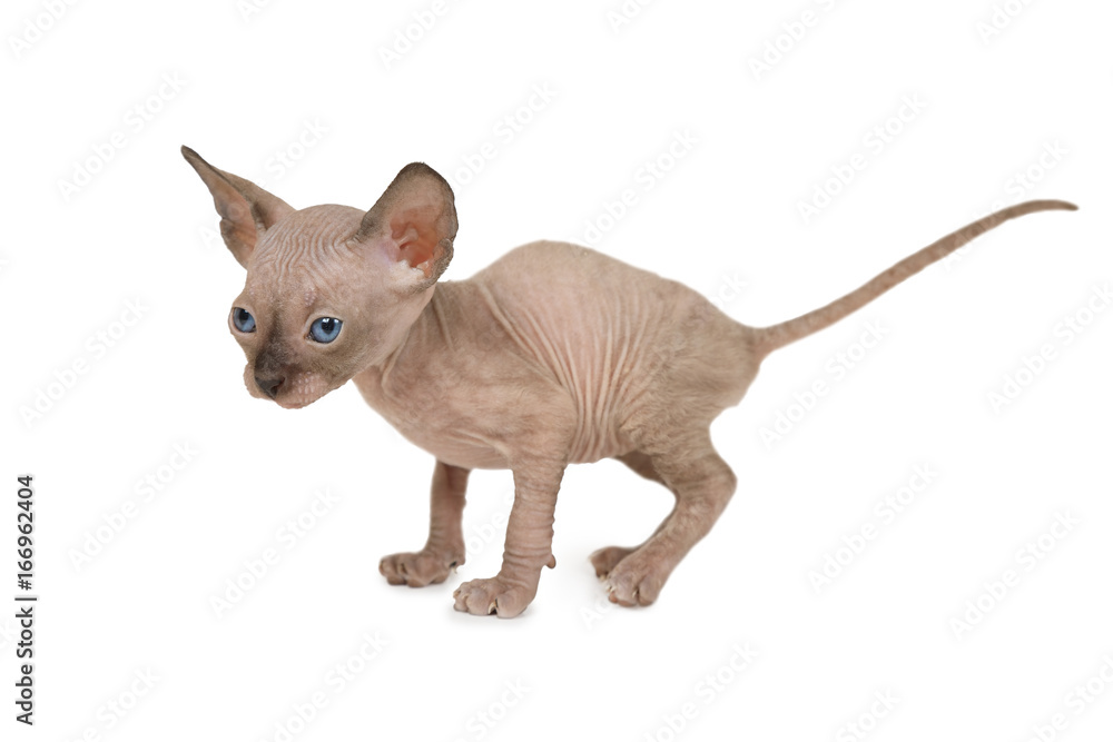 Purebred Don Sphinx kitty cat