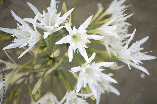 Pancratium maritimum