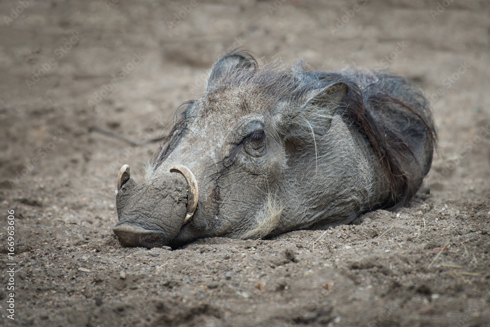 A wart hog lying on the ground asleep A wart hog lying on the ground asleep