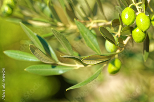 Green olives on a branch of olive tree - outdoors shot