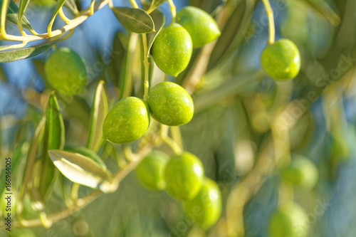 Olives on a branch of olive tree - close up outdoors shot