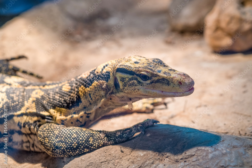 Fototapeta premium Close-up of a Yellow-headed water monitor (Varanus cumingi).