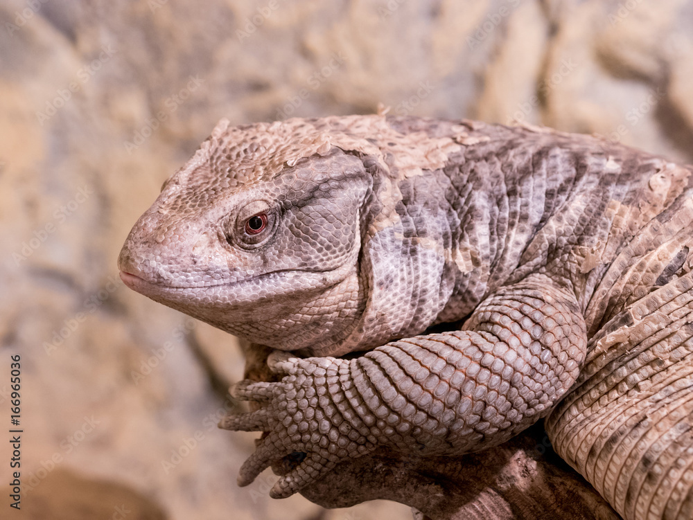 Obraz premium A Close-up of a Savannah Monitor Lizard ** Note: Shallow depth of field