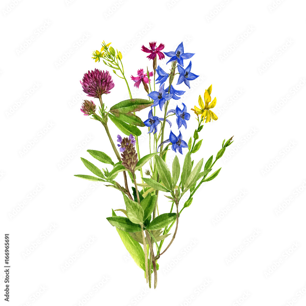 watercolor drawing flowers and plants watercolor drawing flowers and plants