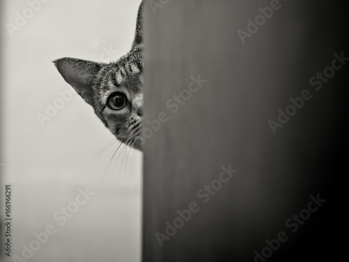 Obraz na plátne Savanah cat peeking around corner
