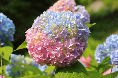 青とピンクのグラデーション職の紫陽花 Stock Photo Adobe Stock 青とピンクのグラデーション職の紫陽花 Stock Photo Adobe Stock