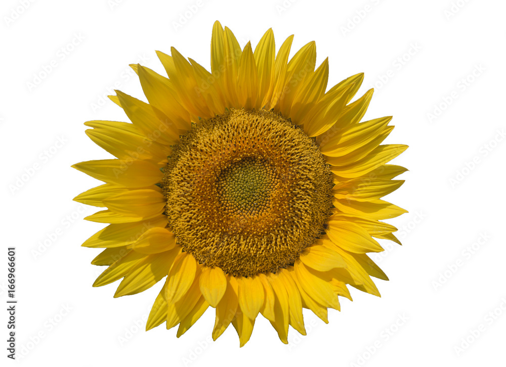 Fototapeta premium Beautiful sunflower isolated on the white background