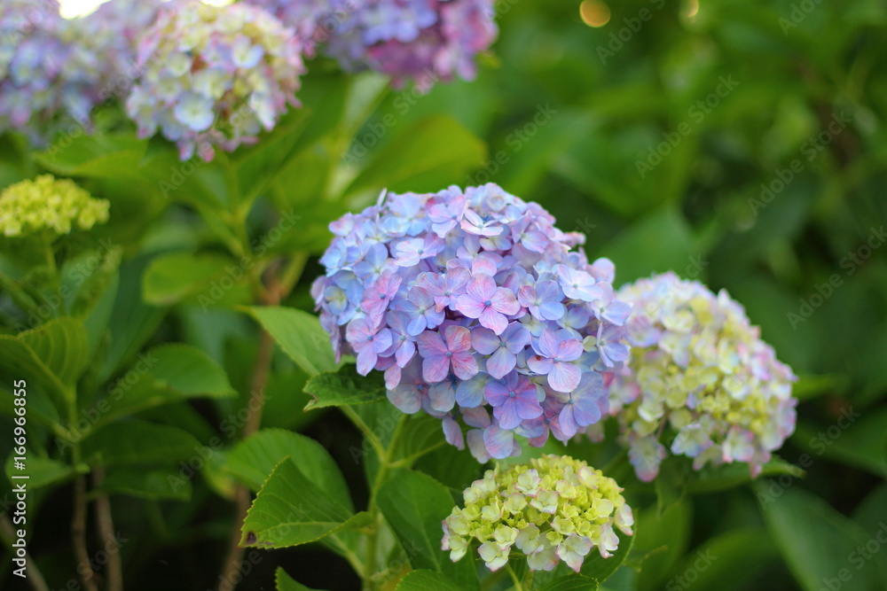 青い色の紫陽花