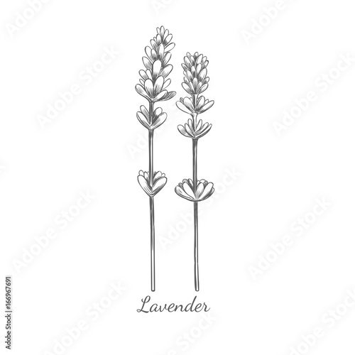 Lavender. Organic beauty and medicine herbs and flowers. Isolated Vector illustration. Medicial herbs for print, decoration, image, design, label, wrapping