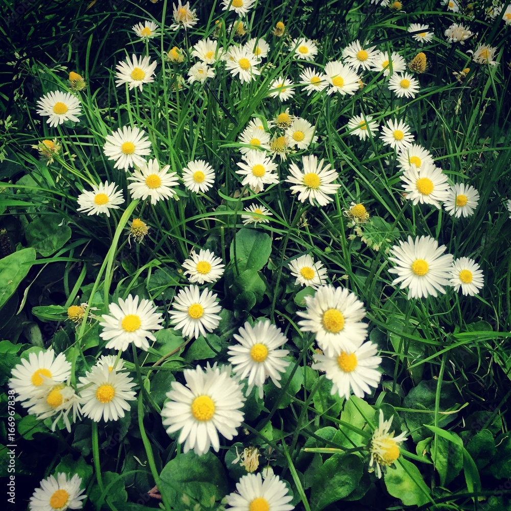 © Tzviatko - Daisy flowers at a park in central Plovdiv, Bulgaria © Tzviatko - Daisy flowers at a park in central Plovdiv, Bulgaria