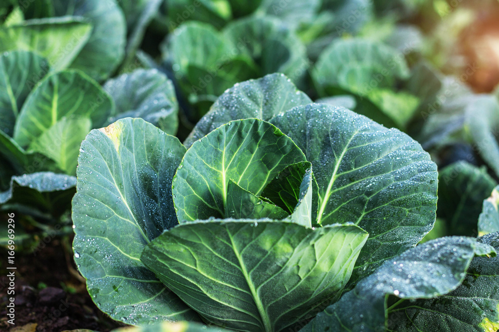 Cabbage with morning fog. Cabbage with morning fog.