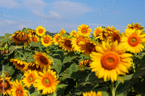 Garden sunflowers at sky.