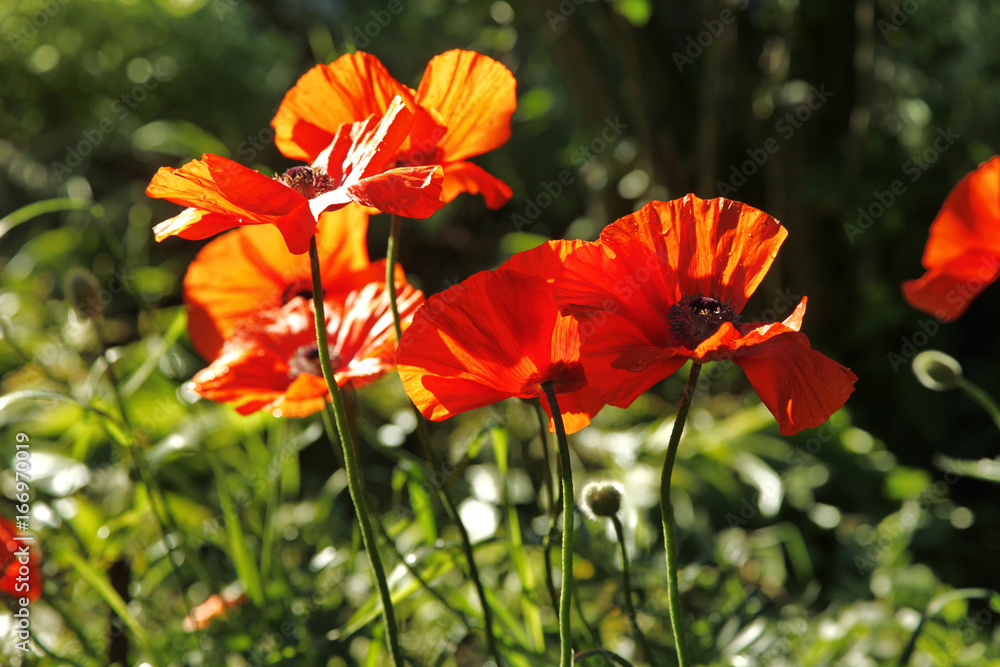 Poppies. Red Poppies flowers. Poppies in garden. Poppies spring and summer flower. Poppies. Red Poppies flowers. Poppies in garden. Poppies spring and summer flower.