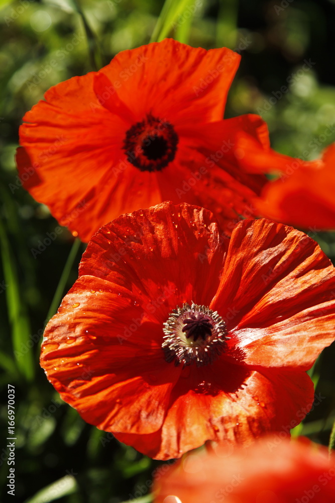 Poppies. Red Poppies flowers. Poppies in garden. Poppies spring and summer flower. Poppies. Red Poppies flowers. Poppies in garden. Poppies spring and summer flower.