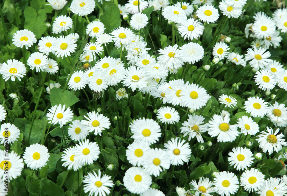 Beautiful background of daisy flowers in the garden