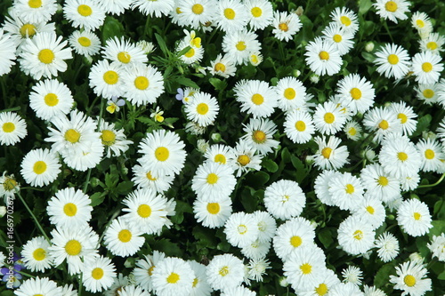 Beautiful background of daisy flowers in the garden