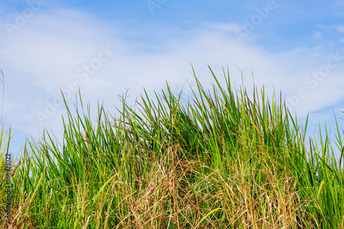 grass with blue sky.