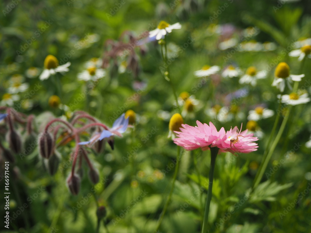 wilde blumen wiese mit Gräsern wilde blumen wiese mit Gräsern