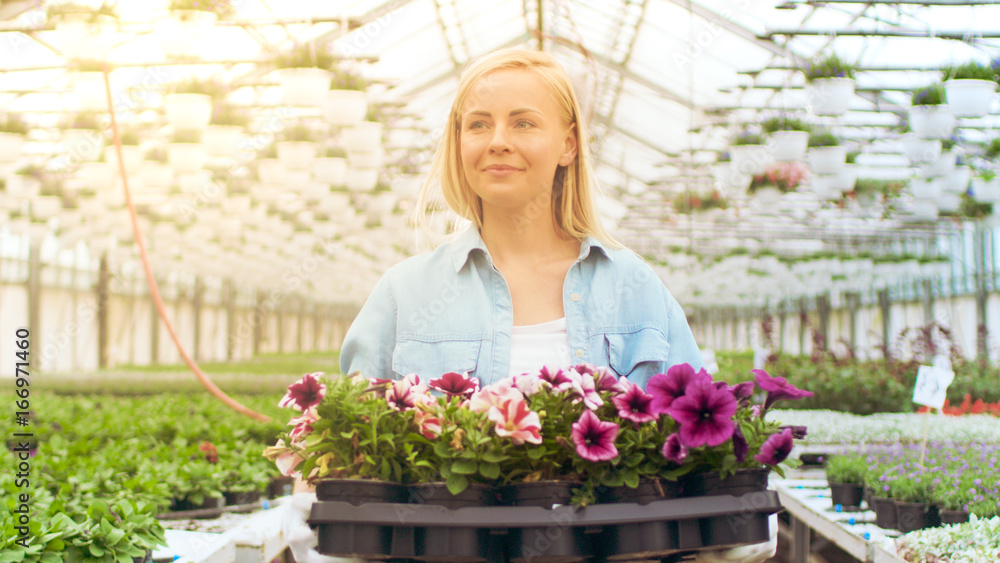 Agricultural Engineer Holds Box with Flowers. She Happily Works in Sunny Industrial Greenhouse. Various Plants Growing Around Her.