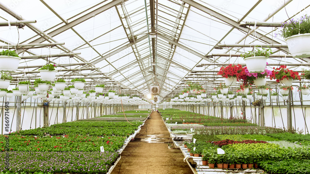 Rows of Beautiful, Rare and Commercially Viable Flowers and Plants Growing in the Sunny Industrial Greenhouse. Big Scale Production Theme.