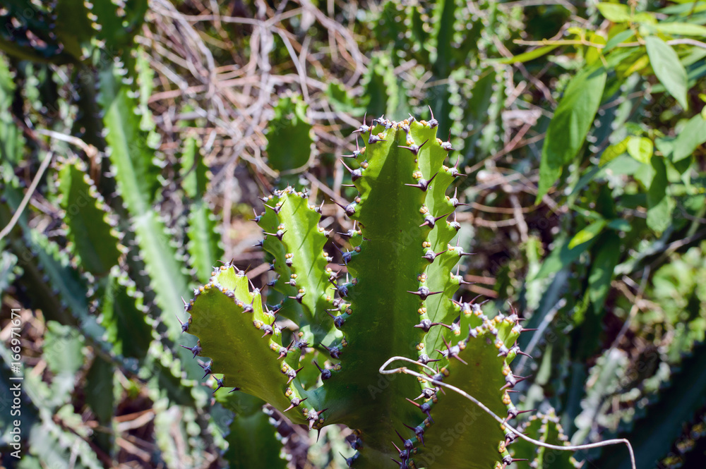 Green Cactus closeup. Green San Pedro Cactus, thorny fast growing hexagonal shape Cacti perfectly close captured in the desert Green Cactus closeup. Green San Pedro Cactus, thorny fast growing hexagonal shape Cacti perfectly close captured in the desert