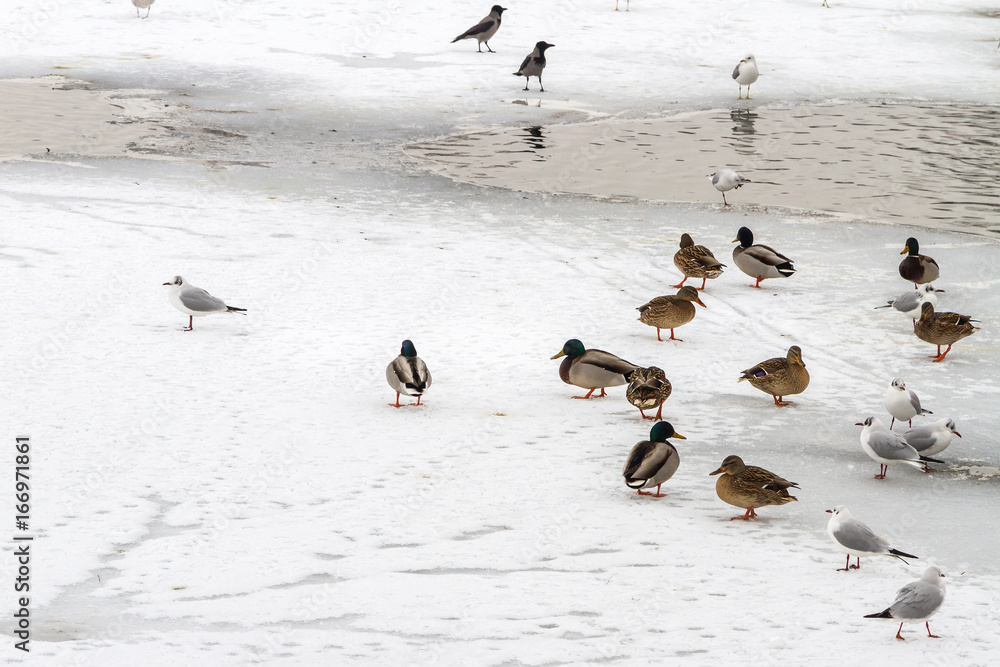 Flock of birds resting on a frozen lake Flock of birds resting on a frozen lake
