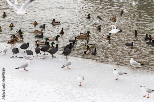 Flock of birds resting on a frozen lake