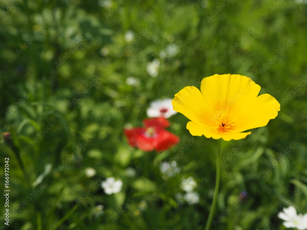 wilde Blumen wiese glebe und rote Blumen und Gräser wilde Blumen wiese glebe und rote Blumen und Gräser