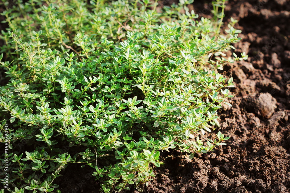 Closeup lemon thyme leaves from the herb garden. Thymus citriodorus or lemon thyme or Citrus thyme Closeup lemon thyme leaves from the herb garden. Thymus citriodorus or lemon thyme or Citrus thyme