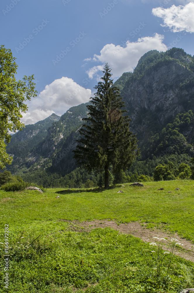 Italia: un abete gigante e sullo sfondo le montagne della Val di Mello, una valle verde circondata da montagne di granito e boschi, ribattezzata la Yosemite Valley italiana dagli amanti della natura