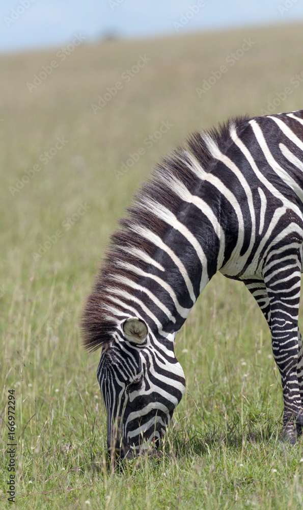 Single zebra eating grass with gary rhodes style mane and green grass in background. Masai Mara, Kenya, Africa Single zebra eating grass with gary rhodes style mane and green grass in background. Masai Mara, Kenya, Africa