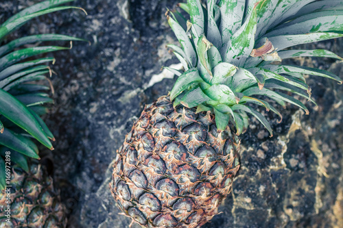 Fresh tropical exotic pineapple fruit on the beach. Parardise island of Bali. Indonesia. photo