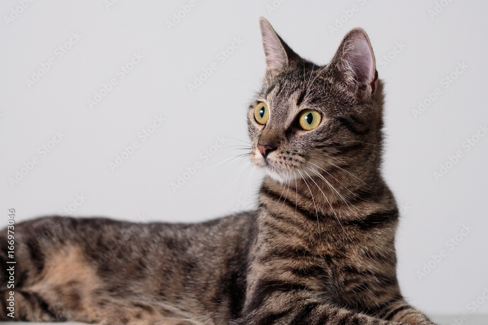 cat portrait cat portrait