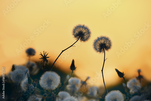Fototapeta Naklejka Na Ścianę i Meble -  Delicate fluffy dandelion flowers in the light of the setting sun. Natural yellow background.
