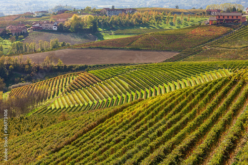 Autumnal vineyards on the hills of Piedmont, Italy.