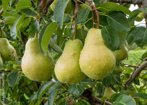 Three mature pears on the foreground plant.