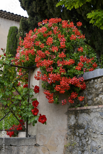 Fototapeta Naklejka Na Ścianę i Meble -  Géranium, Villa musée Fragonard, Grasse, 06, Alpes Maritimes