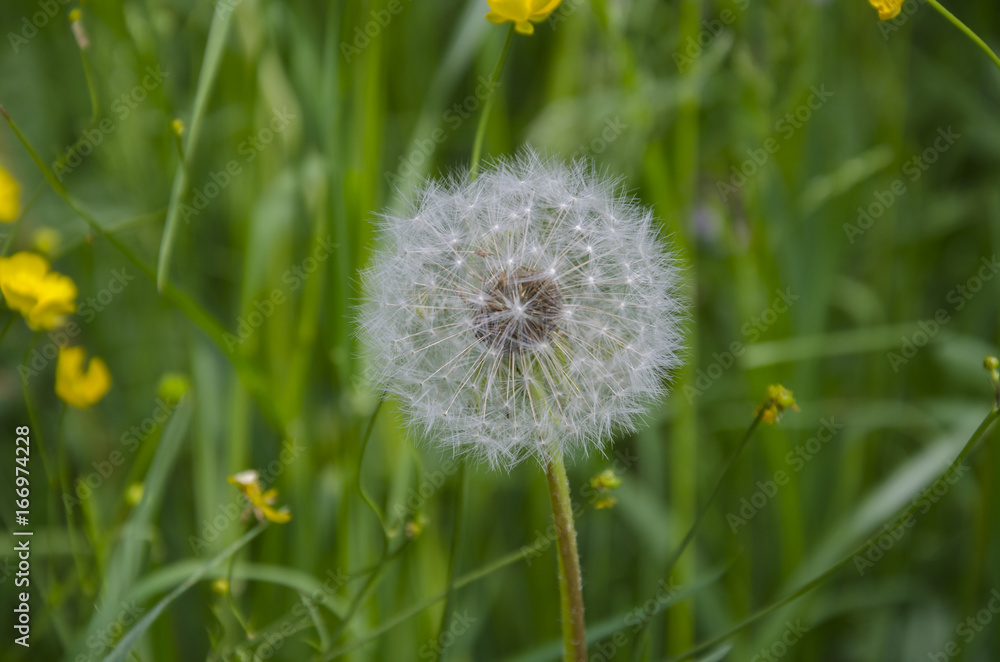 Fototapeta premium White fluffy dandelion