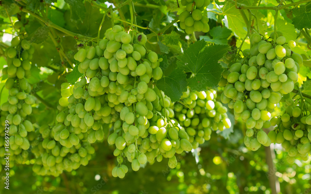 White grapes in the vineyard. White grapes in the vineyard.