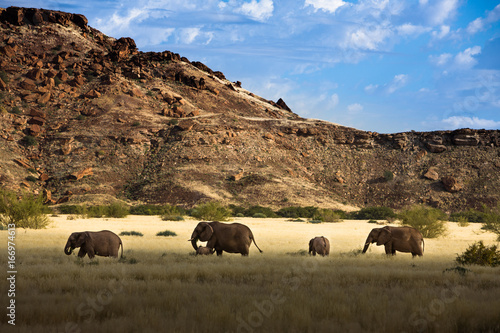 Desert Elephants, Khorixas - Damarland - Namibia photo